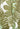 Blusen & Tuniken CAT NOIR Blusentop mit Allover-Print